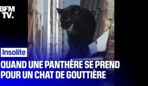 Quand une panthère se prend pour un chat de gouttière à Armentières