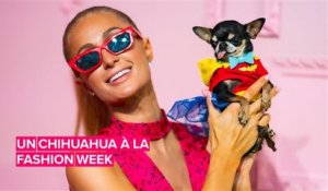 Le Chihuahua de Paris Hilton fait sensation à la Fashion Week de NY