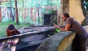 Cet Orang-outan demande une banane à un touriste