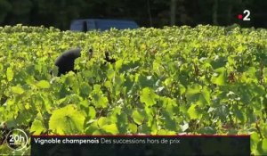 Champagne : des successions hors de prix contraignent les vignerons à vendre leurs terres