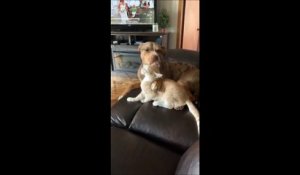 Ce Chat Prend Le Dessus Sur Le Chien Sur Orange Vidéos