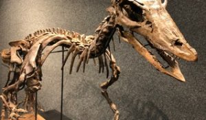 Maximus, le squelette de dinosaure star d’une vente aux enchères à Genève