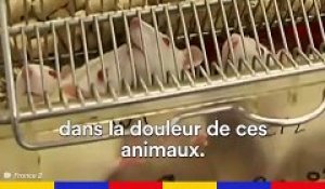 Plus de 2 millions d'animaux ont été utilisés dans les laboratoires français en 2016