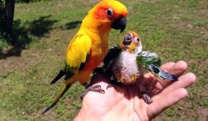 Images incroyables d'une femelle perroquet qui nourrit son bébé dans la main de son maitre...
