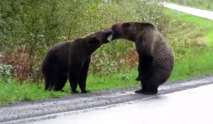 Impressionnant : deux énormes ours s'affrontent sur une route