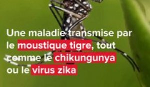 Rhône-Alpes : le moustique tigre gagne du terrain, la dengue aussi