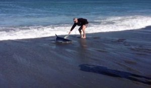 Ils viennent en aide à un requin échoué sur la plage