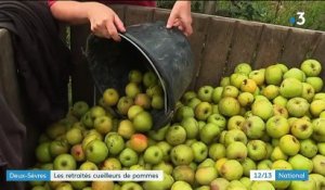 Deux-Sèvres : les seniors assurent la cueillette des pommes