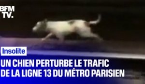 À Paris, le trafic de la ligne 13 fortement perturbé à cause... d'un chien