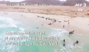 Mystérieux échouement de dauphins sur une plage du Cap Vert