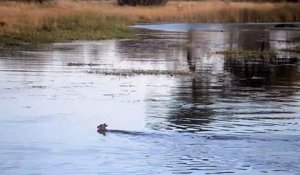 Cette impala réussit à échapper à 2 hippopotames