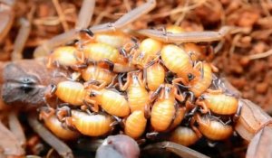 Cette maman scorpion et ses centaines de bébés vont vous faire frissonner