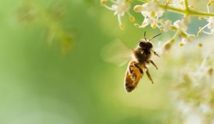 Les abeilles, déclarées être vivant le plus important du monde par le Earthwatch Institute
