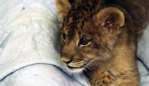 Le Plus Petit Rugissement De Bebe Lion Trop Mignon Sur Orange Videos