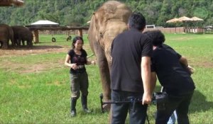 Cet éléphant aime bien les caméras et vient faire le beau en pleine interview