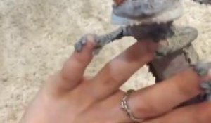 Ce Bebe Lezard Gecko A Un Cri Impressionnant Ecoutez Sur Orange Videos