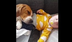 Sieste d'un chien.. sur un bébé ! Vous allez craquer pour ces deux là !