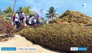 Environnement : le fléau des sargasses dans les Caraïbes