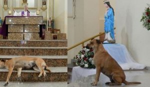 Des chiens errants assistent à toutes les messes de ce prêtre qui les a recueillis