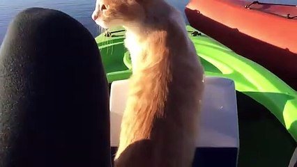 Ce Chat Tombe A L Eau En Passant D Un Kayak A L Autre Sur Orange Videos