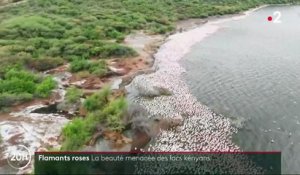 Kenya : le refuge des flamants roses menacé par la déforestation