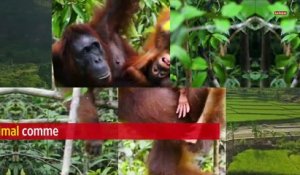 Bornéo : un orang-outan tend sa main pour « sauver » un homme