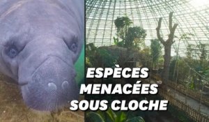 Au zoo de Beauval, la plus grande jungle de France ouvre ses portes au public