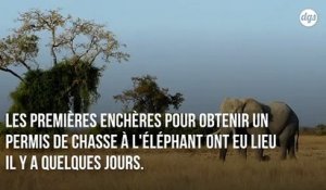 Le Botswana vend aux enchères des permis pour chasser les éléphants