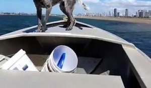 Ce chien court plus vite que ce bateau à moteur ultra rapide !