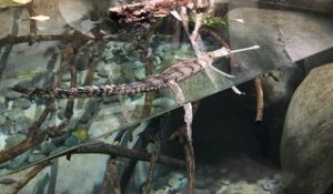 Biotropica à Val-de-Reuil : un nouveau bassin pour deux crocodiles