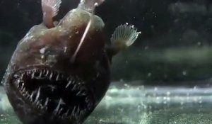 Ce poisson préhistorique est terrifiant : Anglerfish