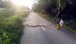 Il capture un énorme serpent en plein milieu de la route