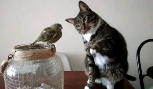 Ce chat fait un calin à un oiseau... Adorable