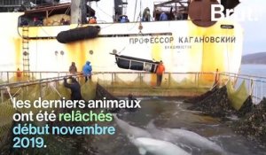 Des centaines de bélugas libérés dans les eaux russes