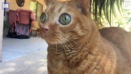 chat drôle aux yeux verts inclinés regarde la caméra avec surprise