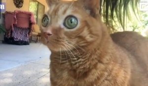 Ce chat aux yeux géants est la nouvelle star d’Instagram