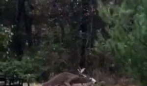 Un cerf qui n'a pas pu résister à la beauté d'une statue de biche