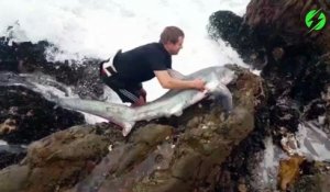 Il prend tous les risques pour sauver un requin échoué dans les rochers