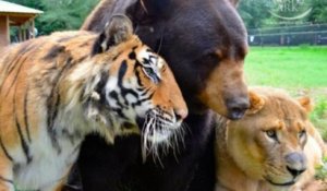 Trois animaux sauvages sont les meilleurs amis du monde depuis qu'ils ont été sauvés quand ils étaient bébés