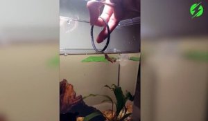 Ce qu'elle fait faire à son poisson rouge est incroyable