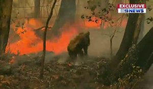 Incendie en Australie: La vidéo d'une femme qui sauve un koala blessé et piégé par les flammes bouleverse les internautes