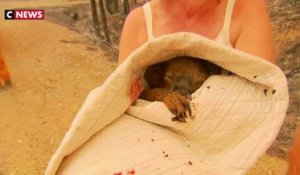 Australie : une femme sauve un koala des flammes