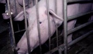 Elevage de cochons dans le Finistère: L214 dénonce le traitement des animaux dans une vidéo choc