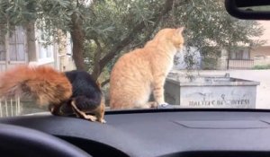 Un chat guette un écureuil à travers le pare-brise d'une voiture