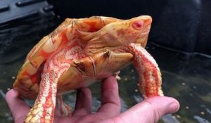 Ces rarissimes tortues albinos ressemblent à des dragons miniatures