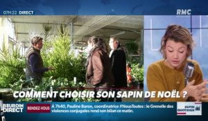 Dupin Quotidien : Comment choisir son sapin de Noël ? - 25/11