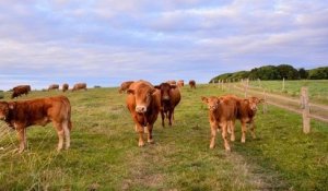 L'odeur de son troupeau de vaches importunait ses voisins, il est condamné à leur verser 8 000 euros