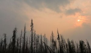 Canada : un cri étrange enregistré dans la forêt affole les internautes
