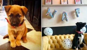 Ce café lillois recueille des chiens abandonnés et les propose à l'adoption, une première en Europe