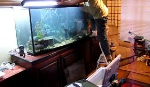 Il tente d'attraper un très gros poisson pour le changer d'aquarium... pas si simple